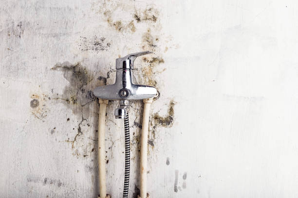 Best Mold Remediation Services  in Dayton, TX