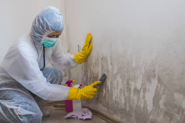 Best Crawl Space Mold Removal  in Dayton, TX