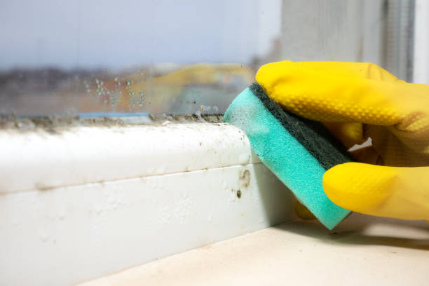 Trusted Dayton, TX Mold Removal Experts