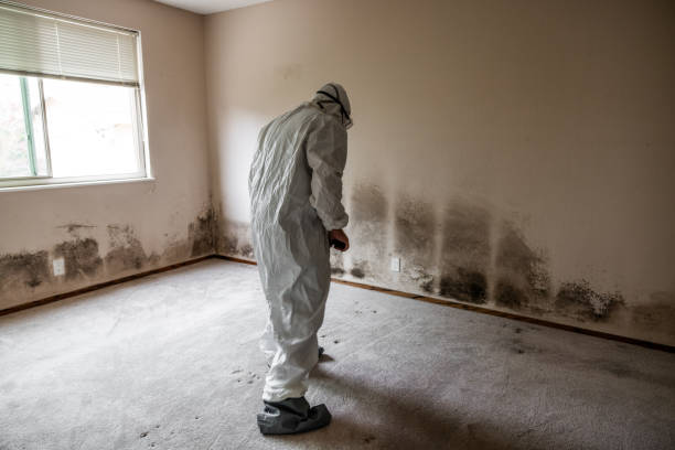 Best Emergency Mold Removal  in Dayton, TX