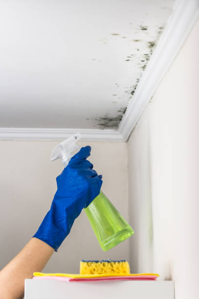 Best Professional Mold Removal  in Dayton, TX