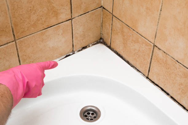Best Toxic Mold Removal  in Dayton, TX