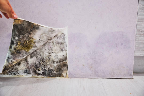 Best Certified Mold Removal  in Dayton, TX